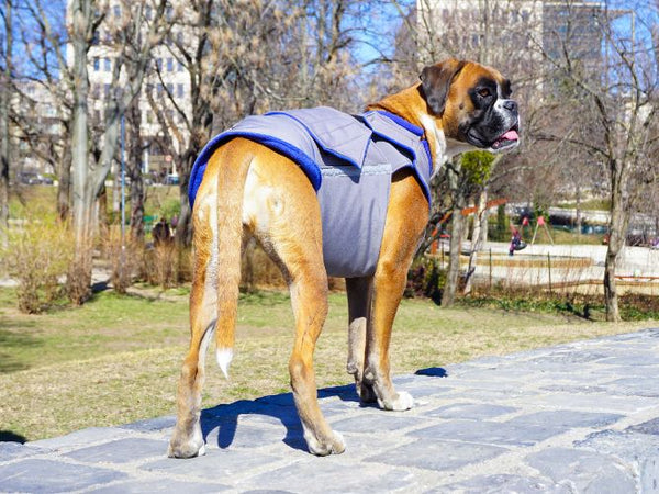 BOXER SOFTSHELL DOG COAT - READY-MADE