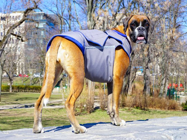 BOXER SOFTSHELL DOG COAT - READY-MADE