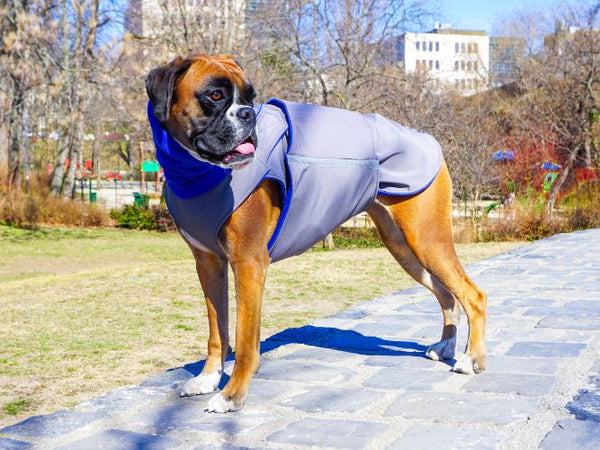 BOXER SOFTSHELL DOG COAT + NECK WARMER - READY-MADE