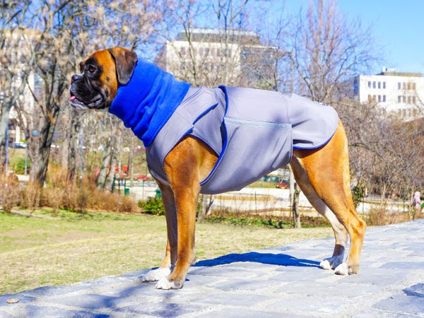 BOXER SOFTSHELL DOG COAT + NECK WARMER - READY-MADE