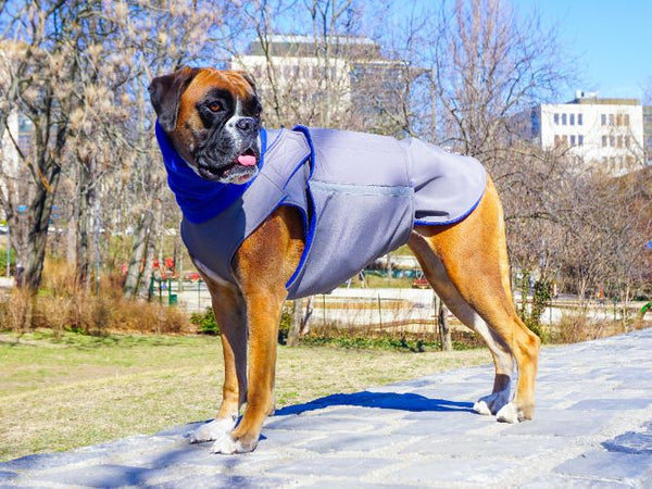 BOXER SOFTSHELL DOG COAT + NECK WARMER - READY-MADE