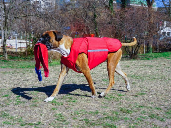 BOXER EXTRA WARM WINTER COAT - READY-MADE