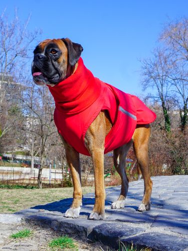 BOXER EXTRA WARM WINTER COAT + NECK WARMER - READY-MADE