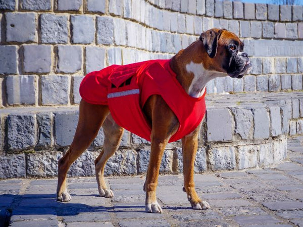 BOXER EXTRA WARM WINTER COAT - READY-MADE