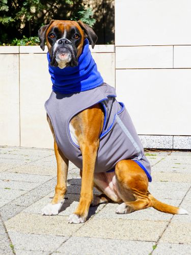 BOXER SOFTSHELL DOG COAT + NECK WARMER - READY-MADE