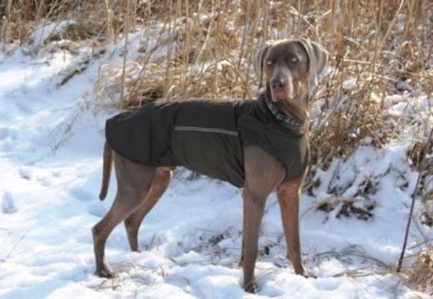 WEIMARANER WINTER DOG COAT MADE TO ORDER