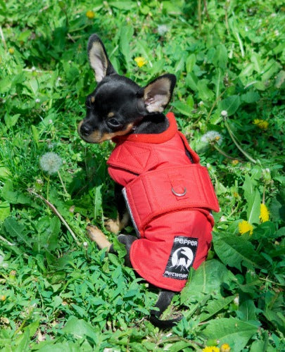 CHIHUAHUA WINTER COAT - READY-MADE