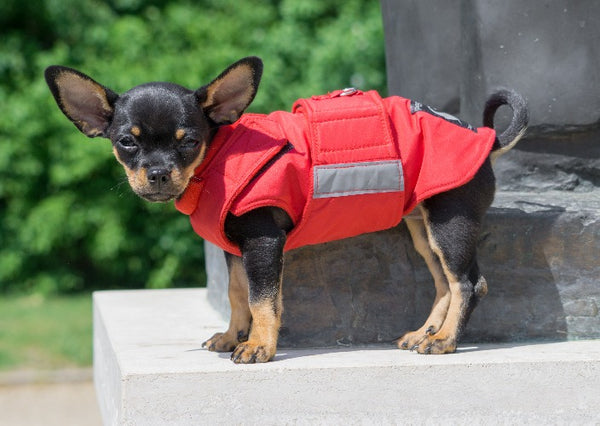 CHIHUAHUA DOG RAINCOAT / MADE TO ORDER