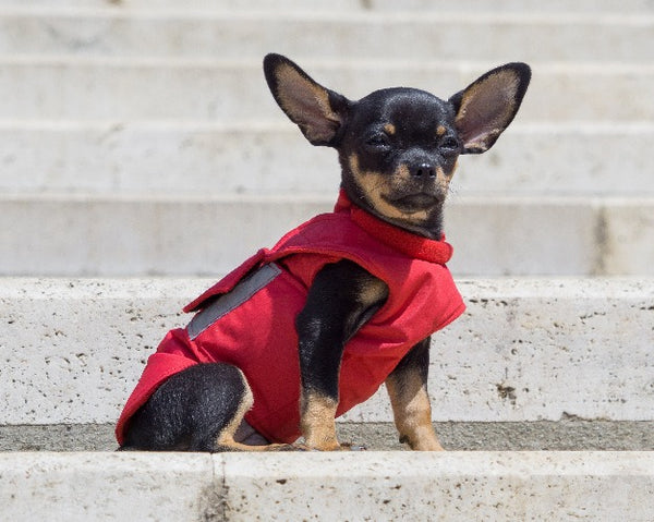 CHIHUAHUA DOG RAINCOAT / MADE TO ORDER