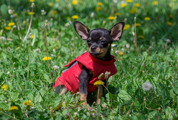 CHIHUAHUA DOG RAINCOAT / MADE TO ORDER