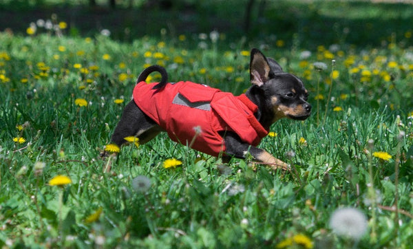 CHIHUAHUA DOG RAINCOAT / MADE TO ORDER