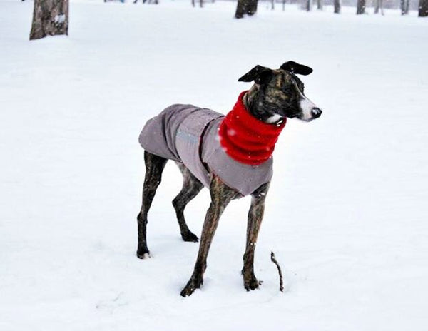 WHIPPET EXTRA WARM WINTER DOG COAT + NECK WARMER/ MADE TO ORDER