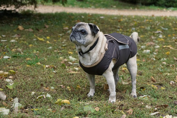 PUG EXTRA WARM WINTER DOG COAT / MADE TO ORDER