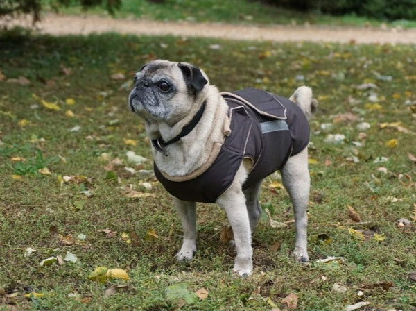 PUG EXTRA WARM WINTER COAT - READY-MADE