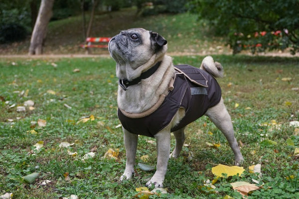 PUG EXTRA WARM WINTER DOG COAT / MADE TO ORDER