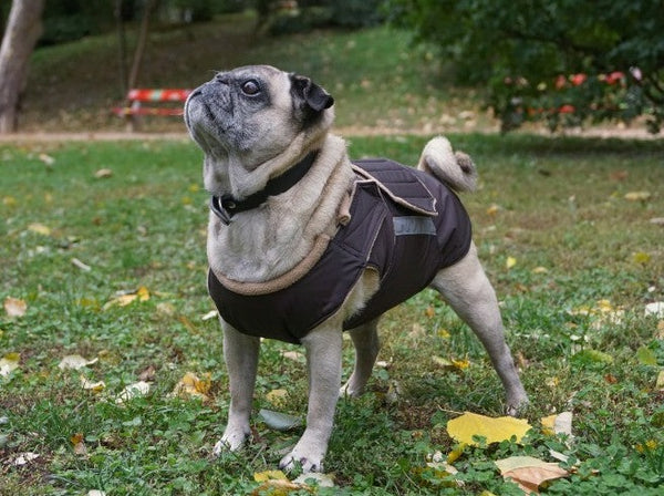 PUG EXTRA WARM WINTER COAT - READY-MADE