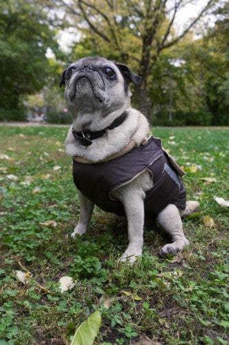 PUG DOG RAINCOAT / MADE TO ORDER