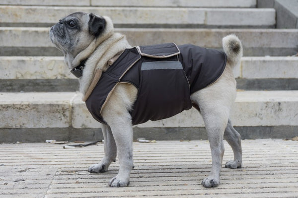 PUG WINTER DOG COAT / MADE TO ORDER