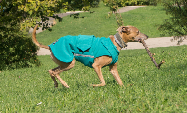 GREYHOUND/WHIPPET FLEECE DOG COAT WITH NECK WARMER / MADE TO ORDER