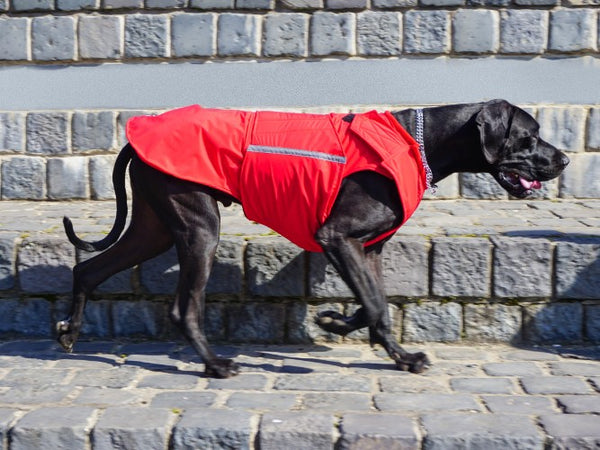 GREAT DANE DOG RAINCOAT / MADE TO ORDER