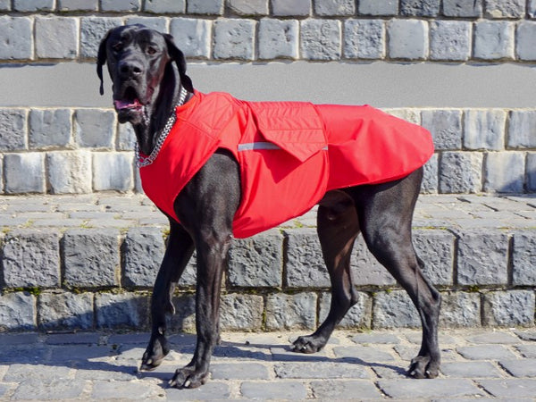 GREAT DANE DOG RAINCOAT / MADE TO ORDER