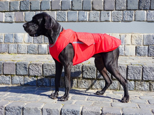 GREAT DANE DOG RAINCOAT / MADE TO ORDER