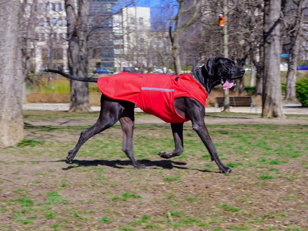 GREAT DANE DOG RAINCOAT / MADE TO ORDER