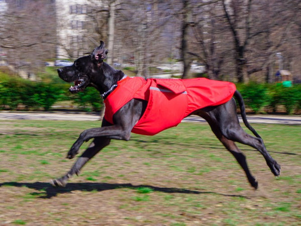 GREAT DANE DOG RAINCOAT / MADE TO ORDER