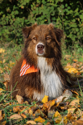 REFLECTIVE DOG COLLAR WITH HIGH VISIBILITY BANDANA