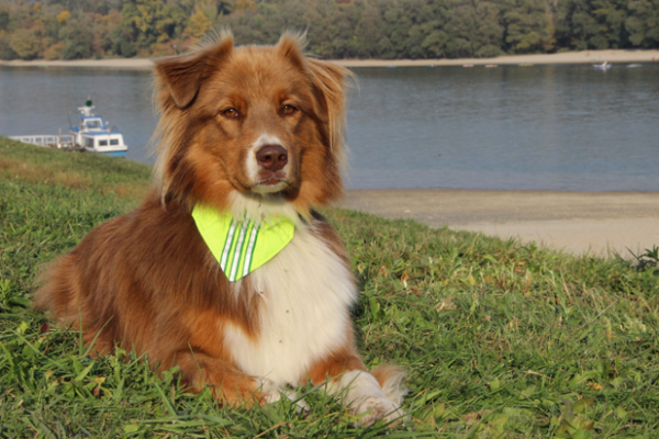 REFLECTIVE DOG COLLAR WITH HIGH VISIBILITY BANDANA