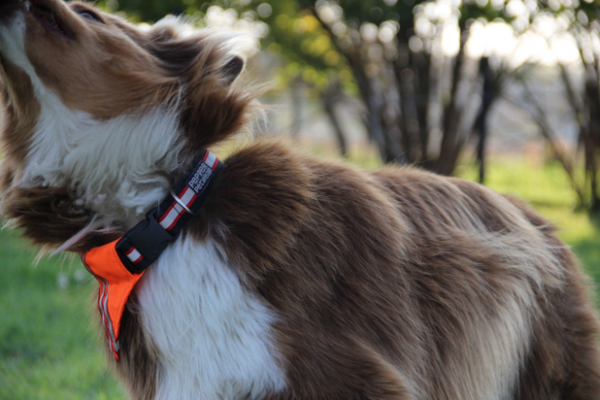 REFLECTIVE DOG COLLAR WITH HIGH VISIBILITY BANDANA