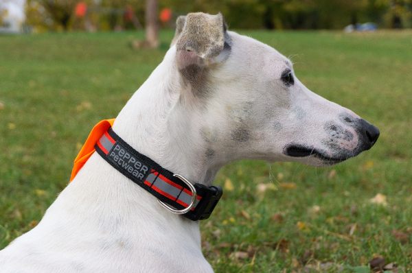 REFLECTIVE DOG COLLAR WITH HIGH VISIBILITY BANDANA