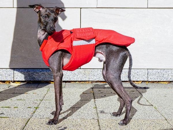 ITALIAN GREYHOUND EXTRA WARM WINTER COAT - READY-MADE