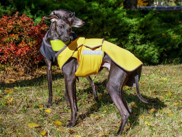 ITALIAN GREYHOUND DOG RAINCOAT / MADE TO ORDER