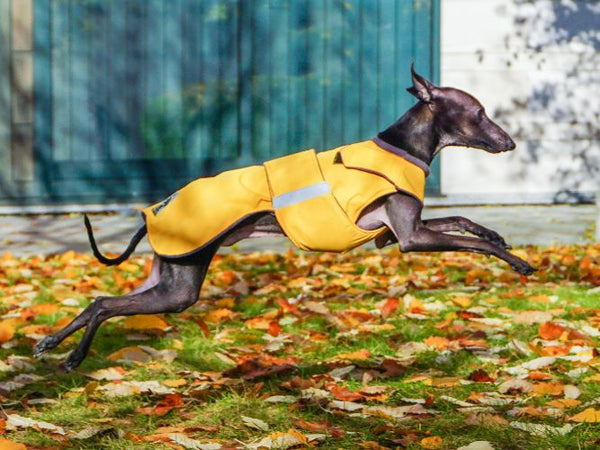 ITALIAN GREYHOUND DOG RAINCOAT / MADE TO ORDER