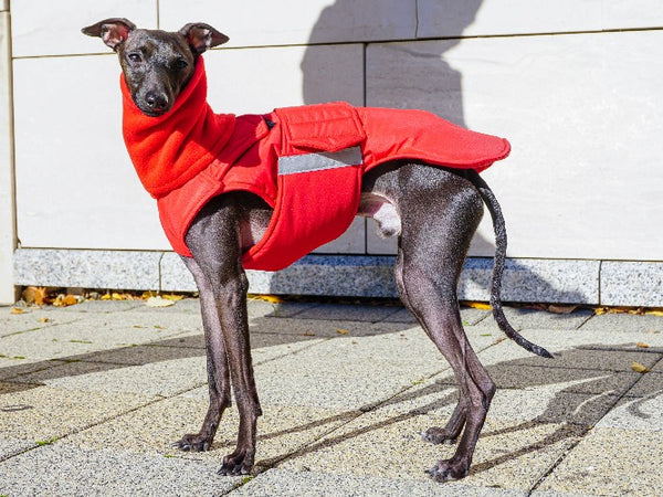 ITALIAN GREYHOUND EXTRA WARM WINTER COAT + NECK WARMER - READY-MADE