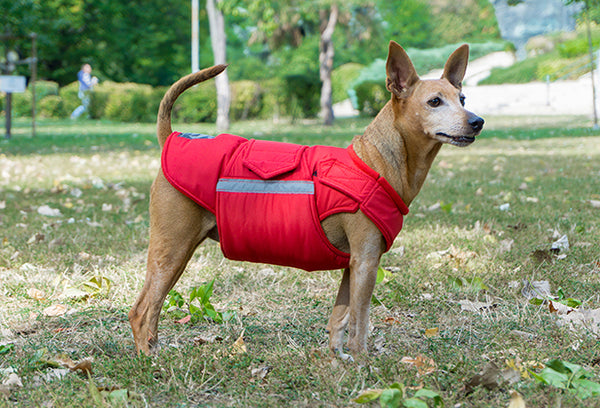 PINSCHER EXTRA WARM WINTER DOG COAT / MADE TO ORDER