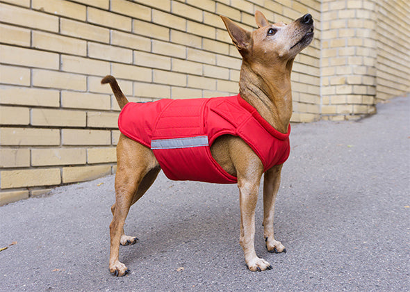 PINSCHER WINTER DOG COAT / MADE TO ORDER