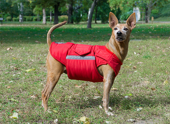 PINSCHER EXTRA WARM WINTER DOG COAT / MADE TO ORDER