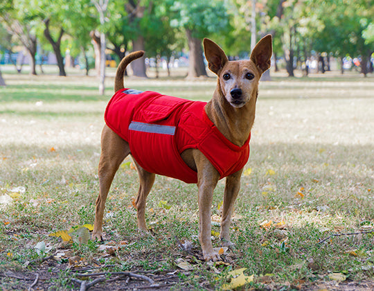 PINSCHER WINTER DOG COAT / MADE TO ORDER