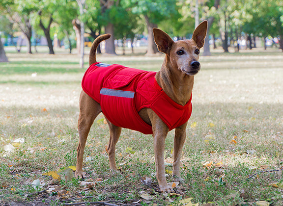 PINSCHER EXTRA WARM WINTER DOG COAT / MADE TO ORDER