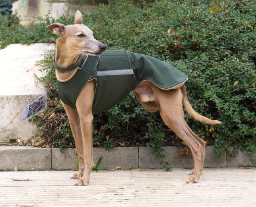 WHIPPET/GREYHOUND SOFTSHELL DOG COAT / MADE TO ORDER