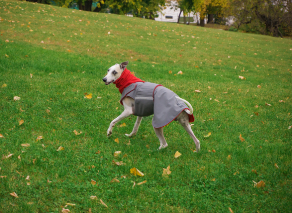 GREYHOUND SOFTSHELL DOG COAT + NECK WARMER / MADE TO ORDER