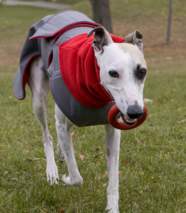 WHIPPET/GREYHOUND WINTER DOG COAT + NECK WARMER / MADE TO ORDER