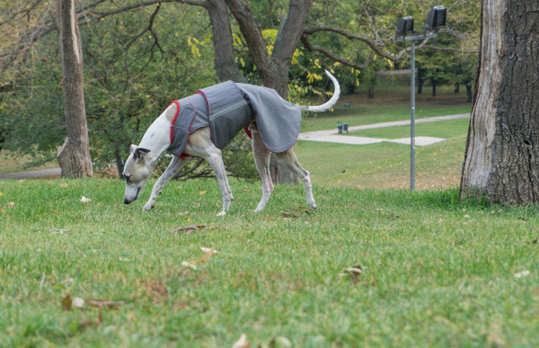 GREYHOUND SOFTSHELL DOG COAT / MADE TO ORDER