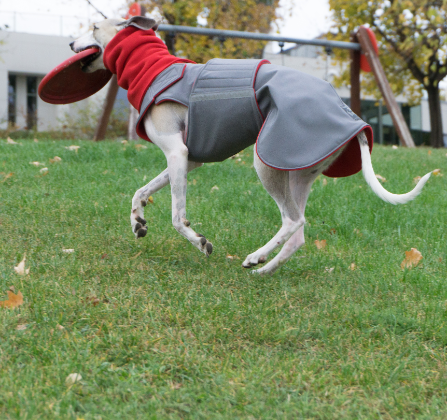 GREYHOUND SOFTSHELL DOG COAT + NECK WARMER / MADE TO ORDER