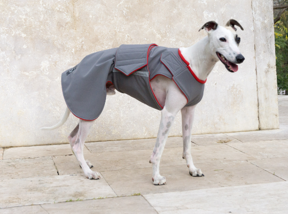 GREYHOUND SOFTSHELL DOG COAT / MADE TO ORDER