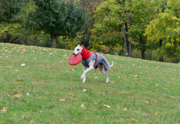 WHIPPET/GREYHOUND SOFTSHELL DOG COAT + NECK WARMER / MADE TO ORDER