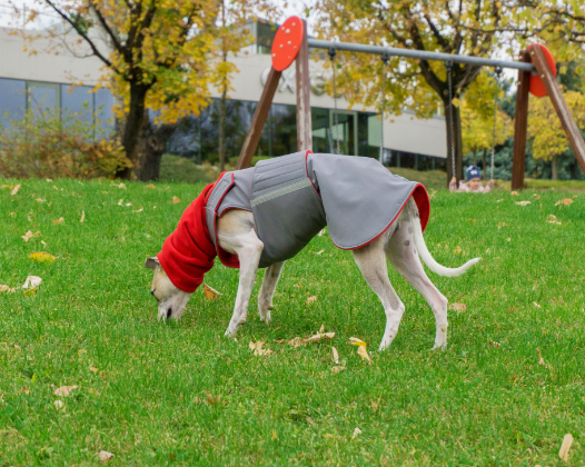 WHIPPET/GREYHOUND WINTER DOG COAT + NECK WARMER / MADE TO ORDER