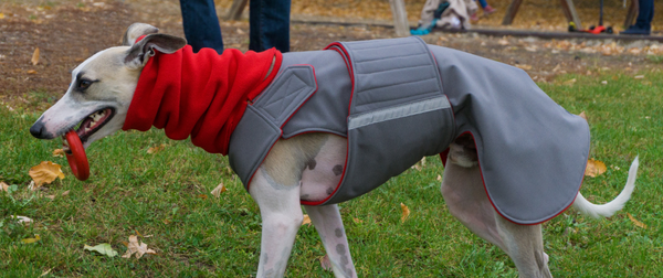 GREYHOUND SOFTSHELL DOG COAT + NECK WARMER / MADE TO ORDER